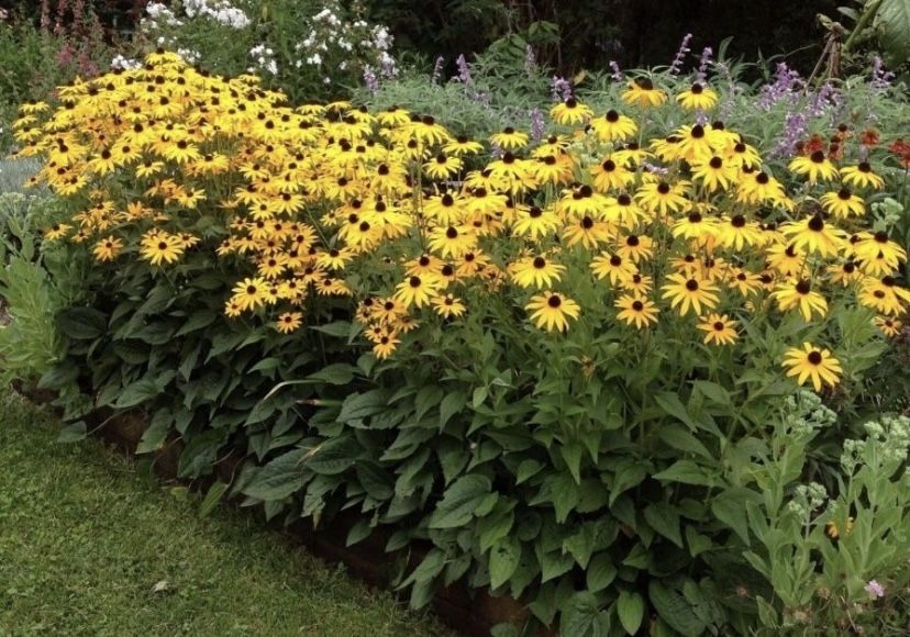 Рудбекия.      .