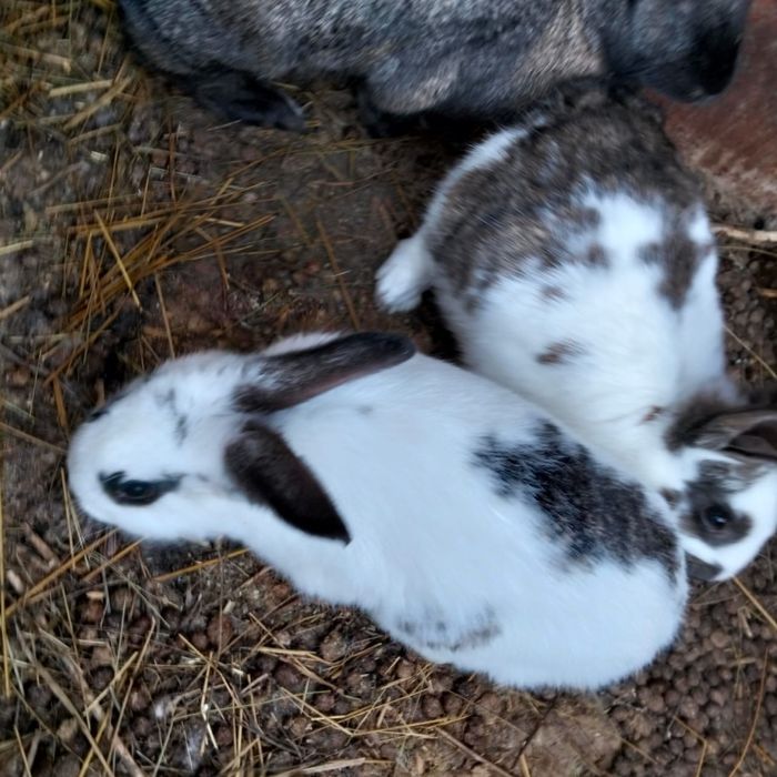 Семья кроликов.Қояндар отбасымен