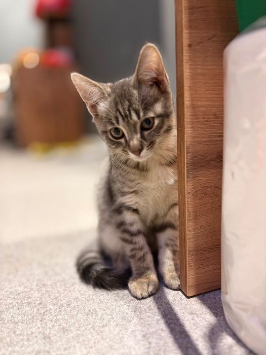 Котенок 2 месяца в добрые руки