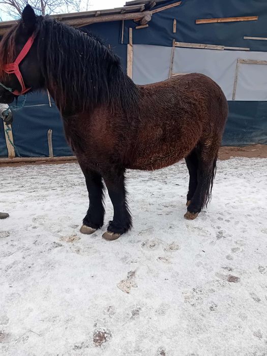 Iapa neagra de vănzare