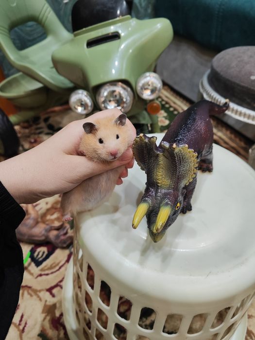 Хомяк королевский тозззаси
