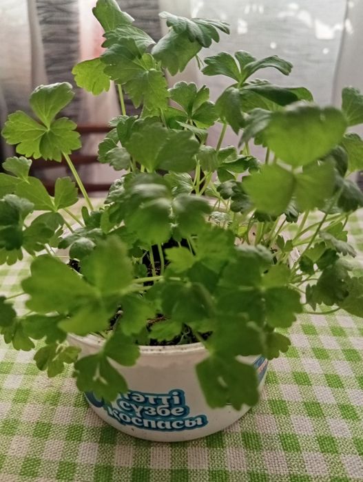 Рассада черешкового сельдерея