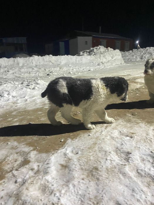 Срочно продам щенки алабая