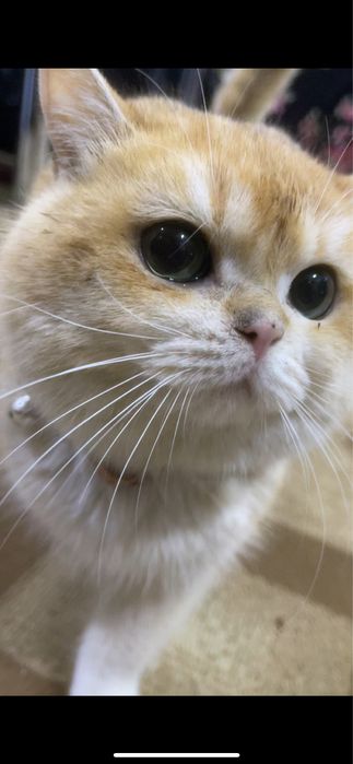 Otasi vyazkaga 3 ta bolasi sotiladi