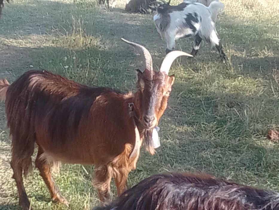 De vânzare capră Alpino franceză