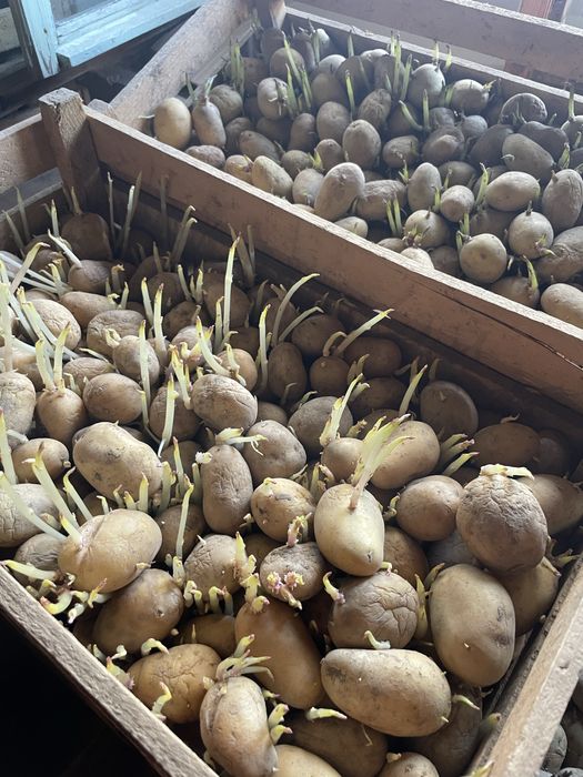 Cartofi sămănță Carera și Bella Rosa