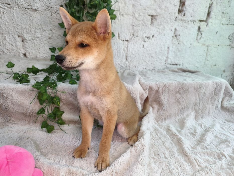 Vand baietel Shiba Inu