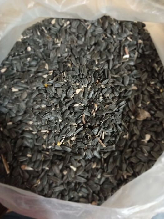 Семечки чёрные,масляничные