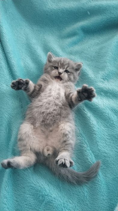 Отдам котёнка бесплатно