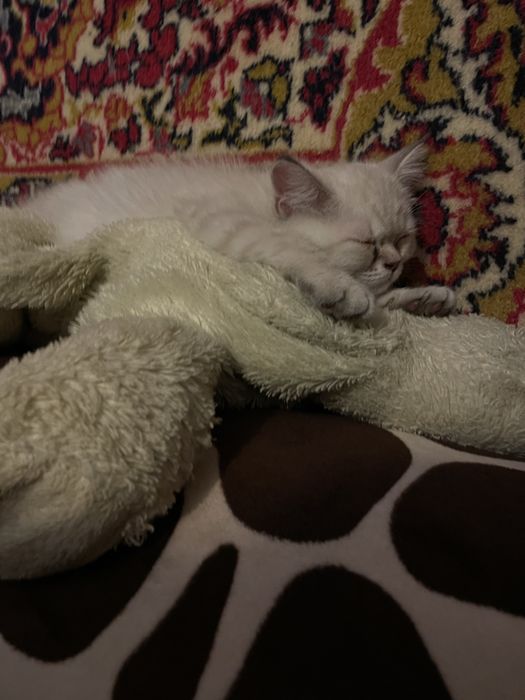 Котенок британец.