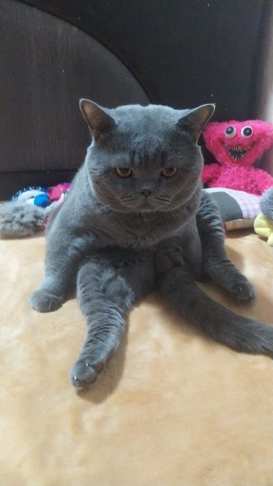 Продам котят британцы