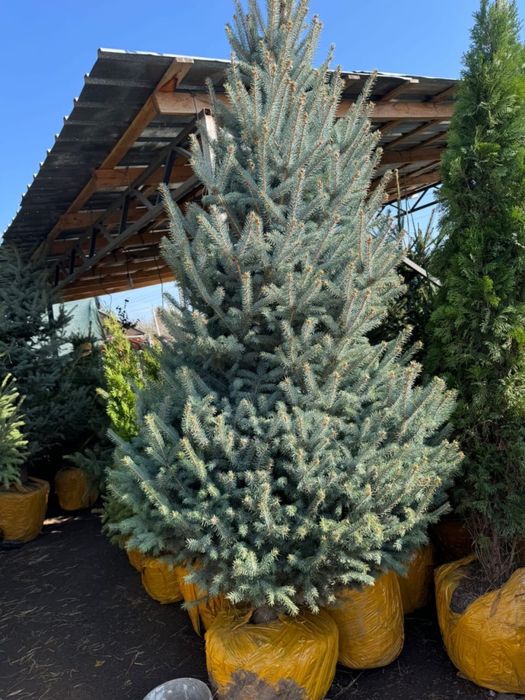 Голубая ель с доставкой