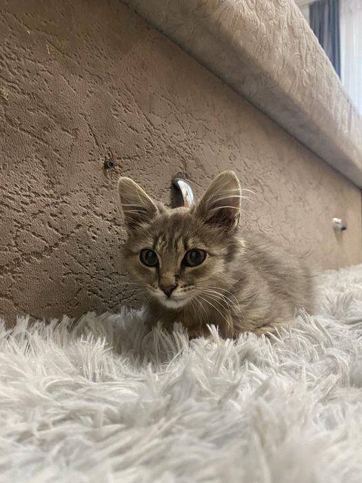 Отдам котенка мальчика