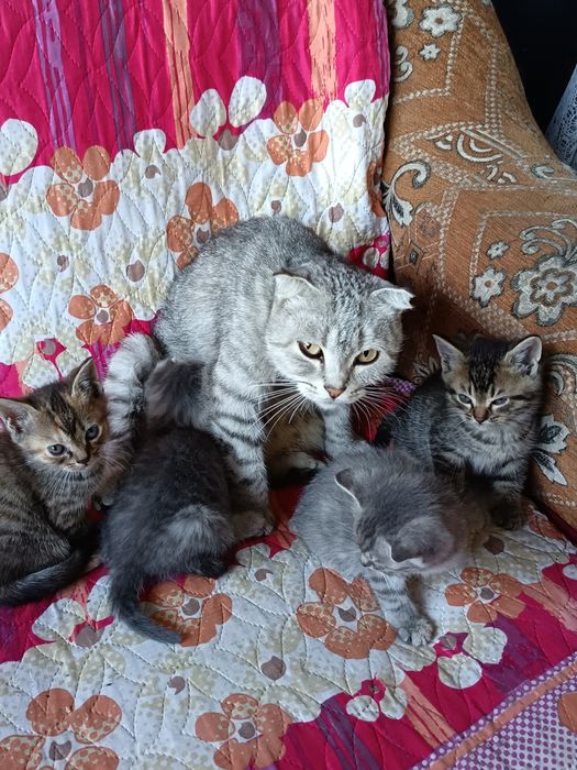Продам котят, 5тыс