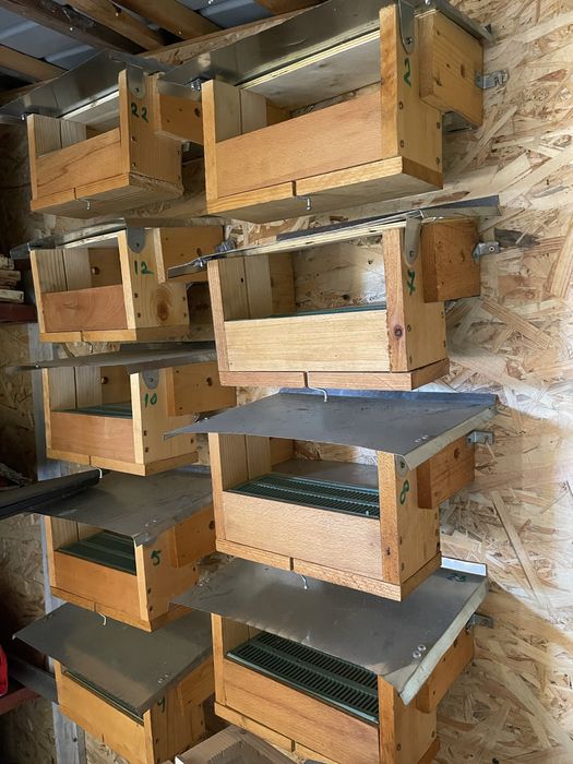 Cutii pentru familiile de albine 10 rame ,lichidare stupina