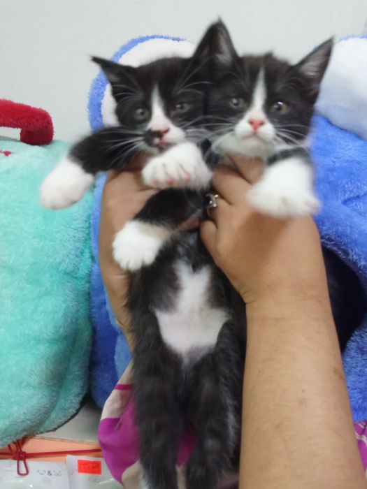 100 mingdan muwukchalar