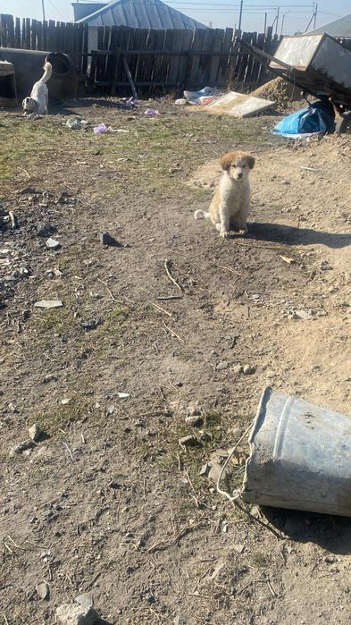 Щенки девочки даром