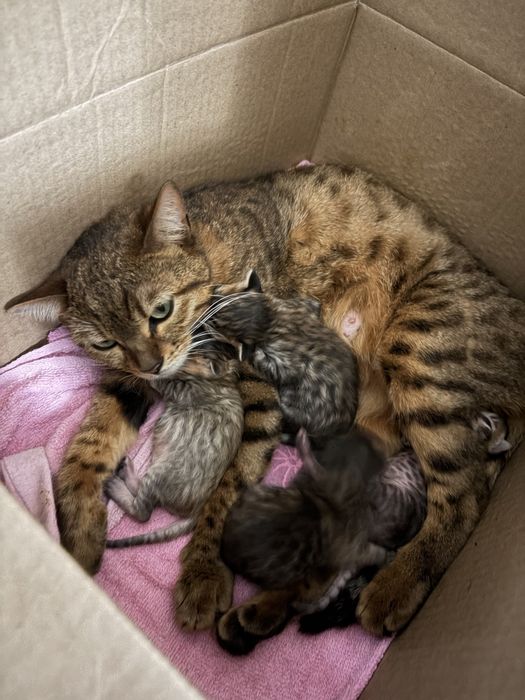 Бенгальские котята