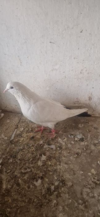 Черно хвостый самец