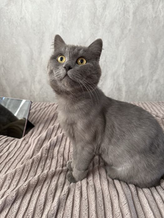 Отдам кошку в хорошие руки