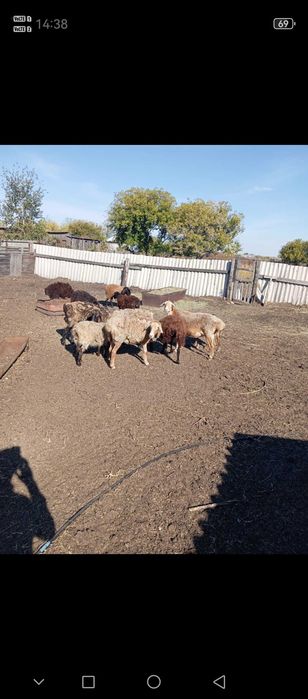 Продам овец кошкаров