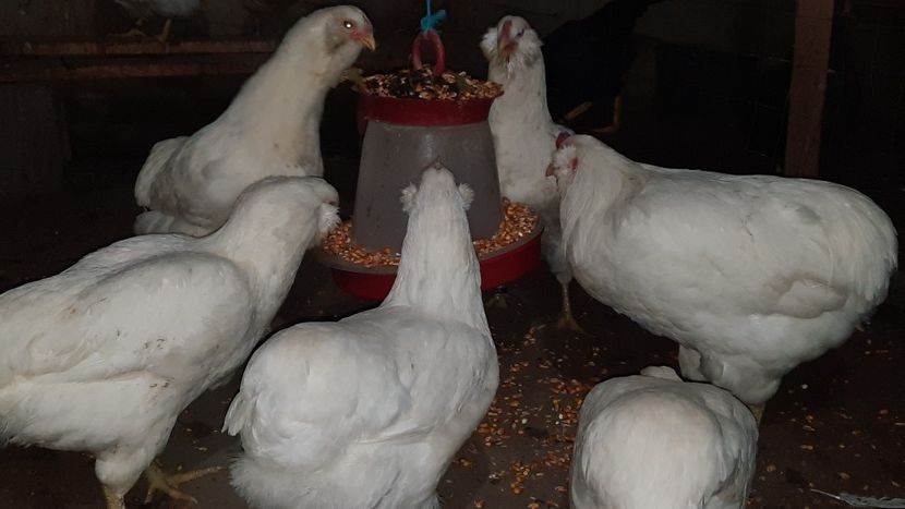 Vând ouă găini araucana