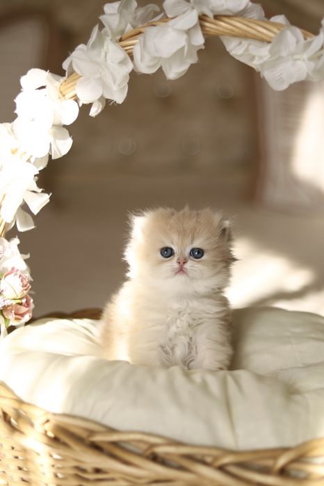 Котенок Золотая Шиншилла