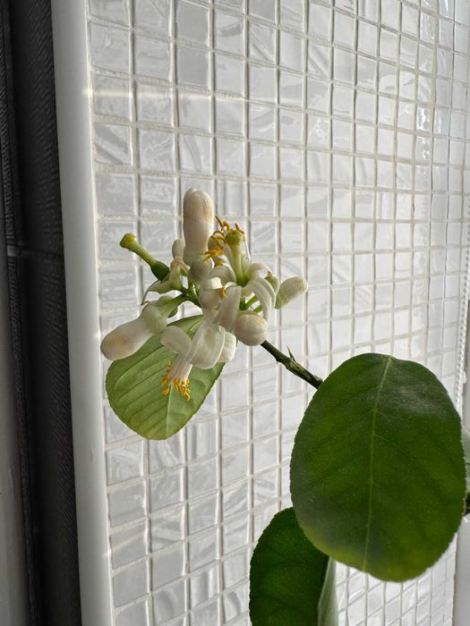 Продам дерево взрослого Лимона