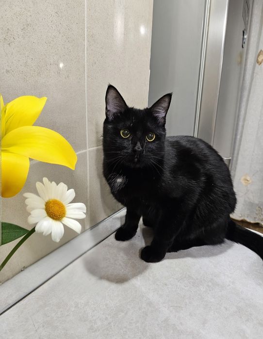 Кот мальчик ищет дом, отдаётся кот в добрые руки