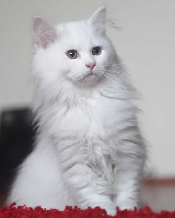 Pisica Siberiana - Felisa Autorizata