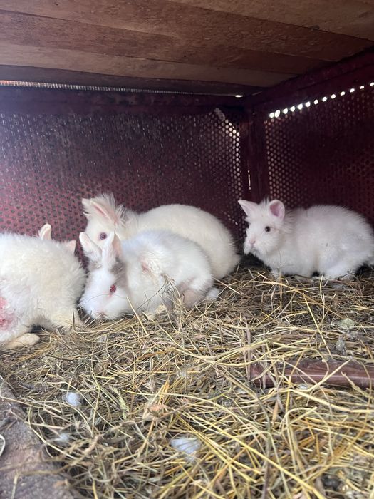 iepuri pitici CAP DE LEU