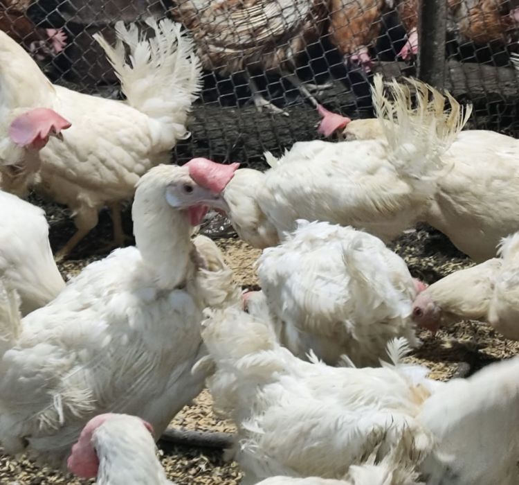 Продаю кур несушек