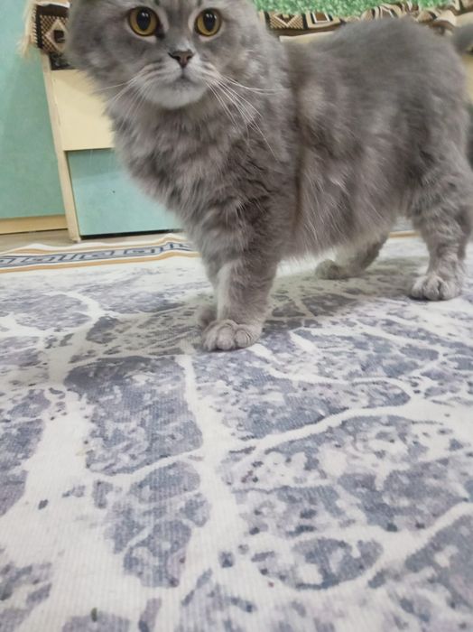 Отдам котят  две девочки