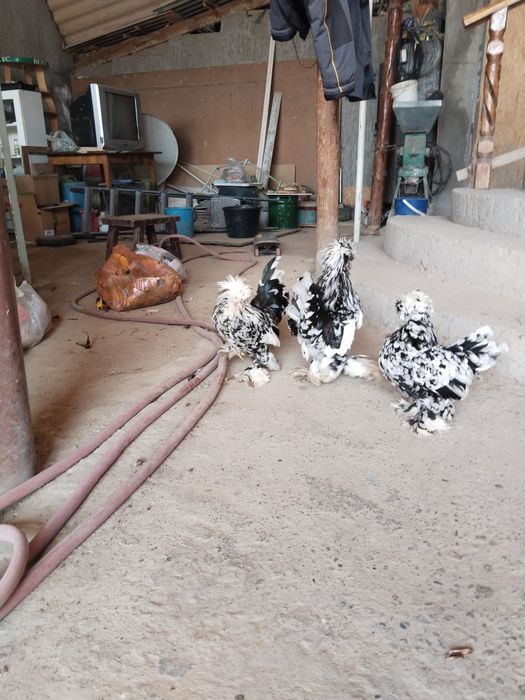 Султанки карлики продаются