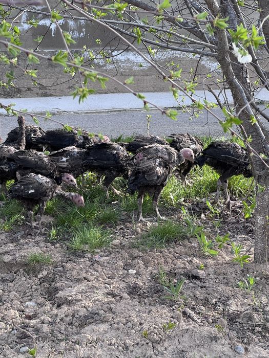 Күрке балапандар