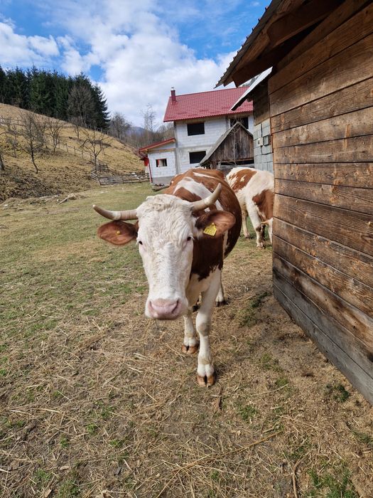 Se vinde vaca  Baltata Românească
