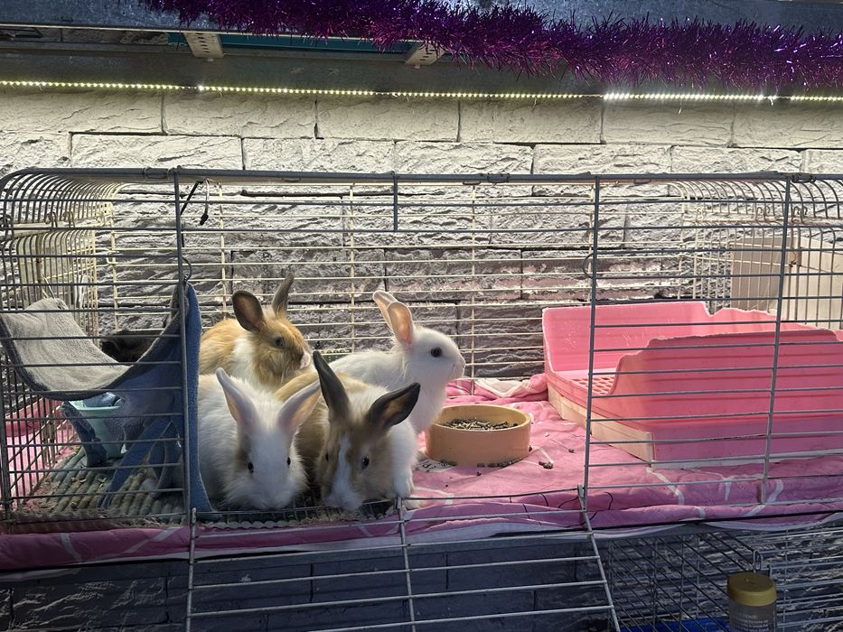 Крольчата кролики