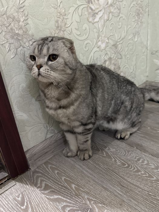 Если что, все чистый