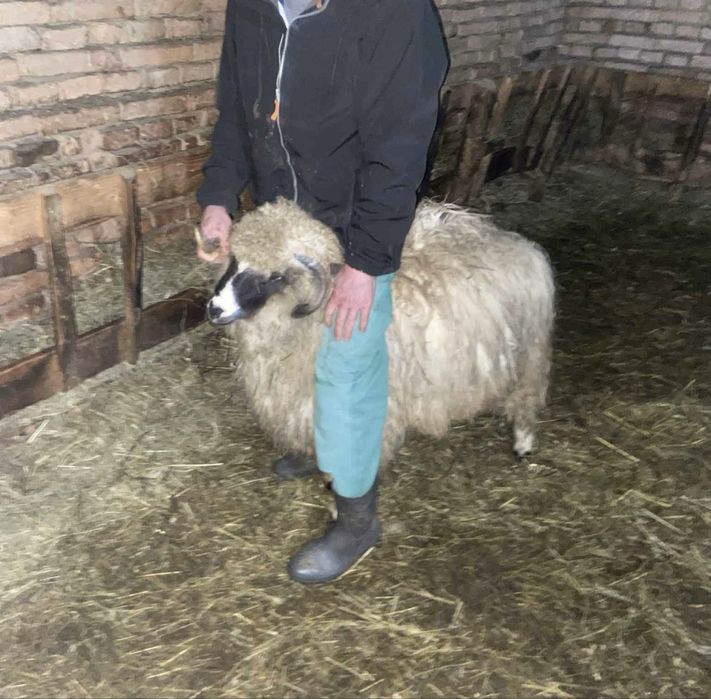 Berbecut brez de anul acesta / oi / miei / berbec schimb cu cereale