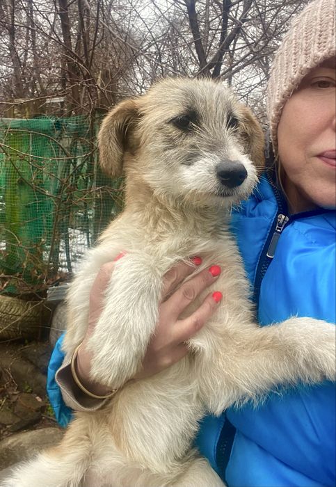 Щенков, отдам 4 мес, ПРИВИТЫ, девочки, привезу