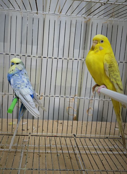 Попугай немец нар мода