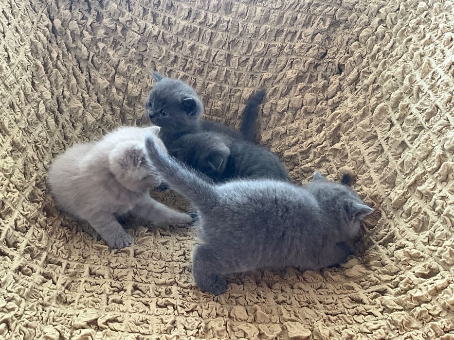 британские и шотландские котята чистокровные