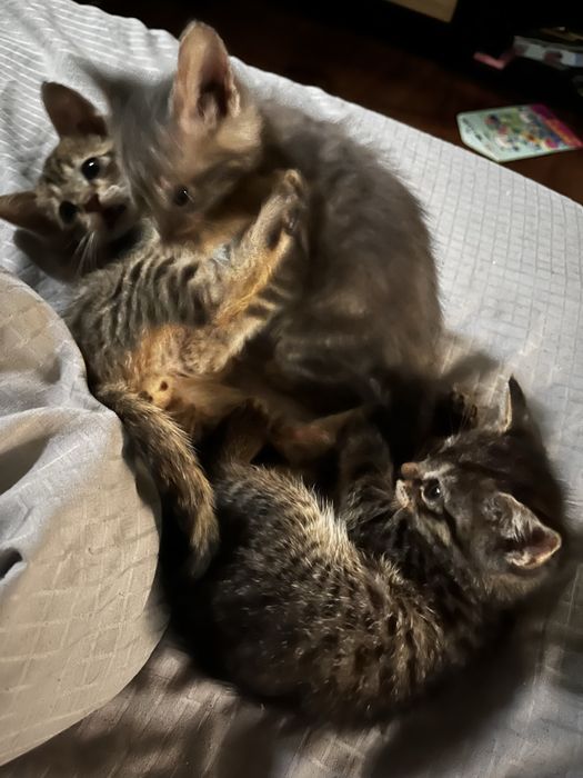 Котята мальчики