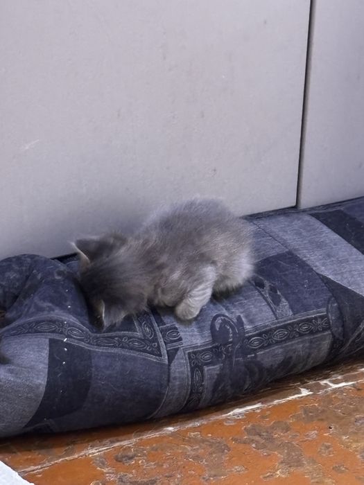 Отдам котят, 1 мес