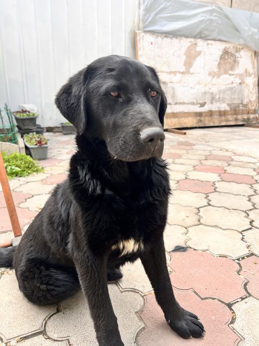 Найден лабрадор Алматы