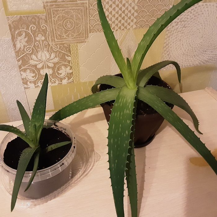 Комнатные цветы, алое