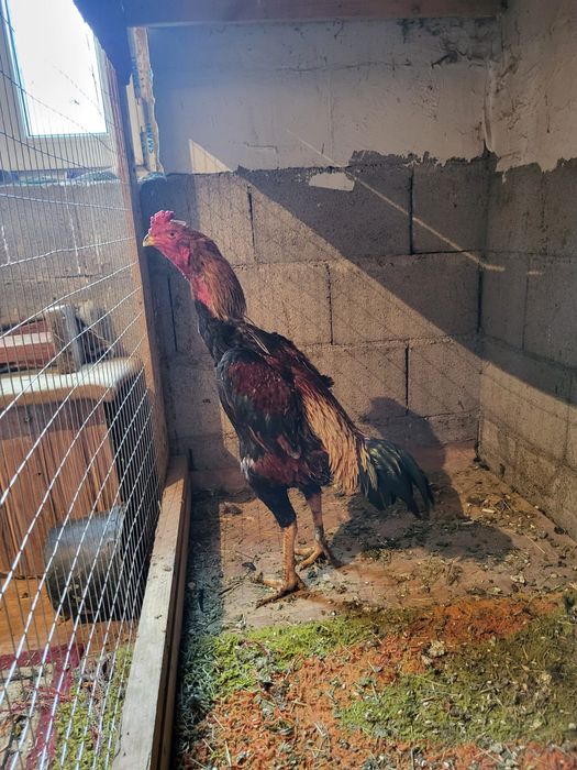 Сатамын дакан кораз 50 000