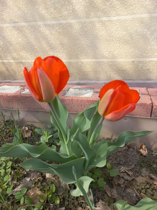 Тюльпаны красные и желтые на срез.