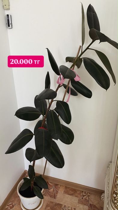 Үлкен үй гүлдері.