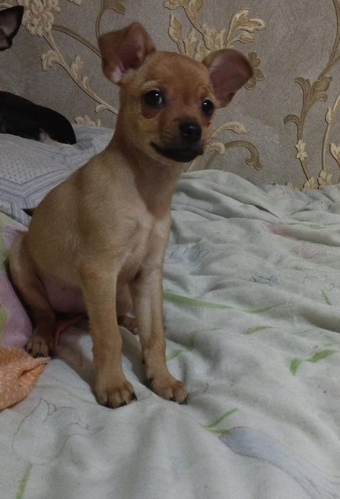 Щенок тотерьера  девочка